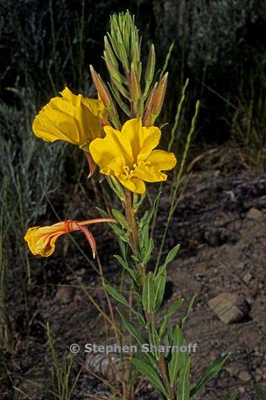 oenothera elata ssp hirsutissima 7 graphic